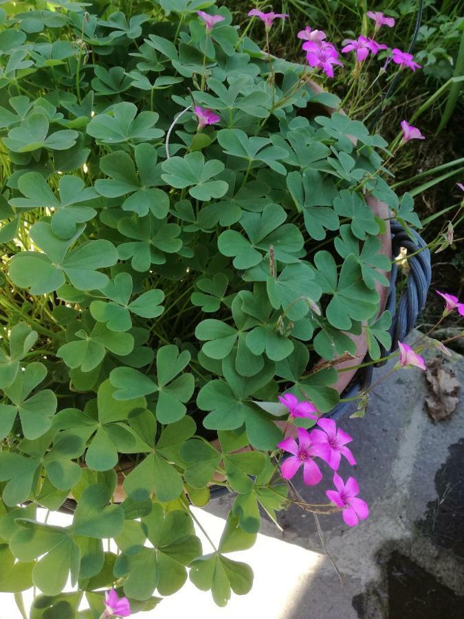 B&B La Damigiana Fioi Piano di Follo Bagian luar foto
