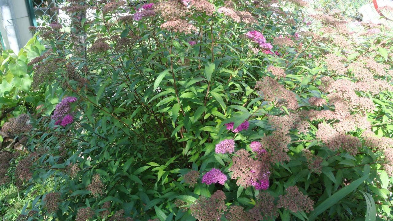 B&B La Damigiana Fioi Piano di Follo Bagian luar foto